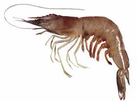 prawn