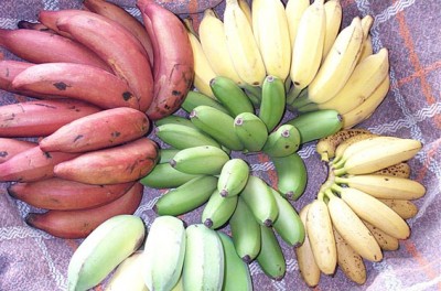 banana-variety