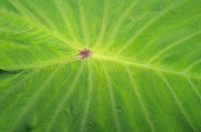 taro-leaf-macro