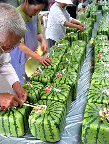square_watermelon